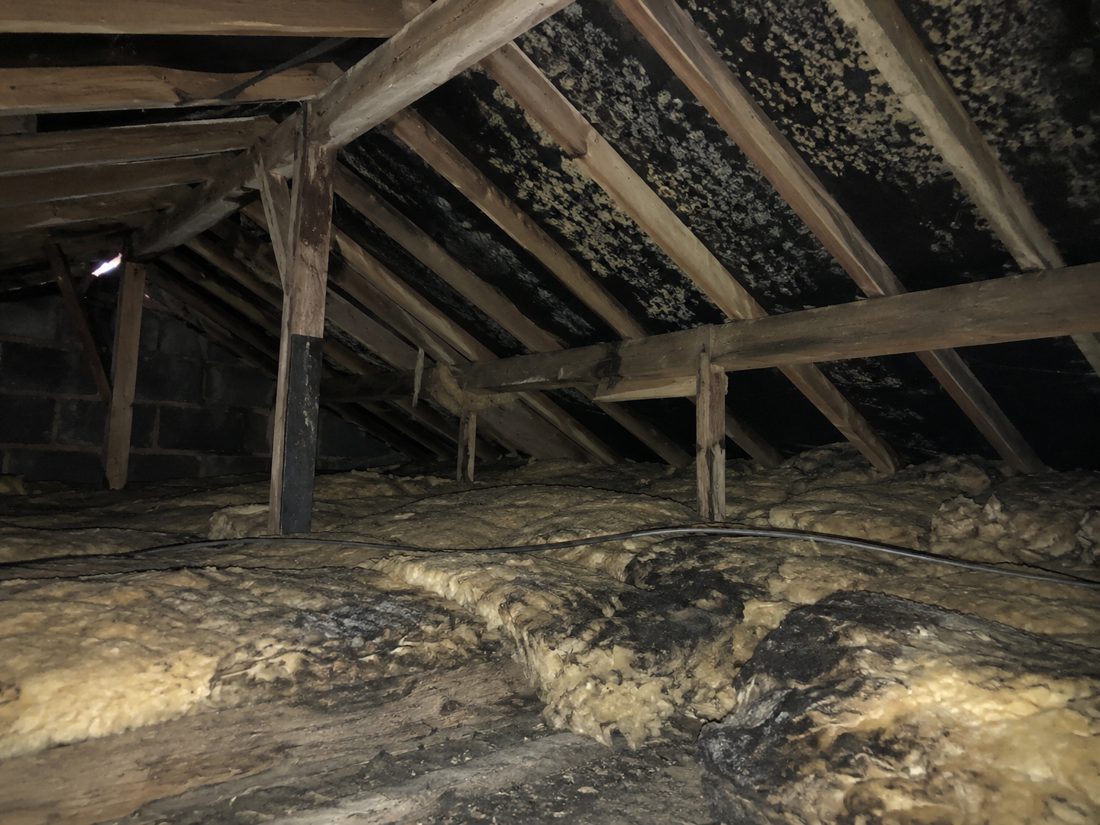 Extensive black mould on the underside of a loft roof above old insulation